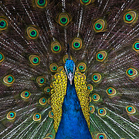 Buy canvas prints of Indian blue peacock looking straight ahead by Andrew Michael