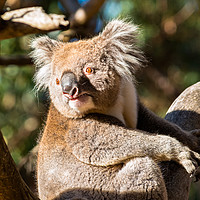 Buy canvas prints of Koala on a tree by Andrew Michael