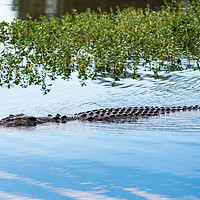 Buy canvas prints of Saltwater crocodile in Kakadu by Andrew Michael
