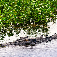 Buy canvas prints of Saltwater crocodile in Kakadu National Park by Andrew Michael