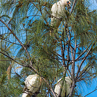 Buy canvas prints of Goffin Cockatoos in the trees at Cape Byron Bay by Andrew Michael