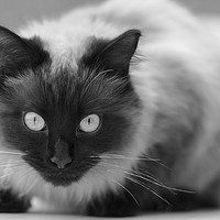 Buy canvas prints of Ragdoll cat by Andrew Michael