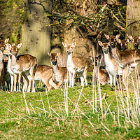Buy canvas prints of Fallow Deer (Dama dama) in woods of Holkham park by Andrew Michael