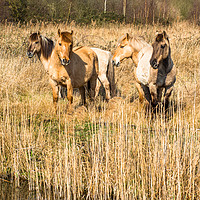 Buy canvas prints of Wild Konik ponies on Wicken Fen by Andrew Michael