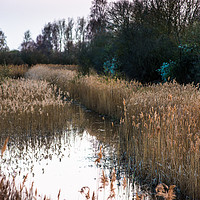 Buy canvas prints of Reed beds at Wicken Fen  by Andrew Michael