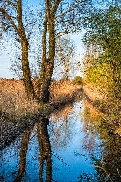 Wicken Fen scenic landscape in late evening light Framed Mounted Print by Andrew Michael