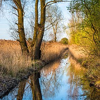 Buy canvas prints of Wicken Fen scenic landscape in late evening light by Andrew Michael