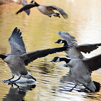 Buy canvas prints of Canada geese landing at sunset by Andrew Michael