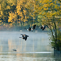 Buy canvas prints of Canada Geese in flight.  by Andrew Michael