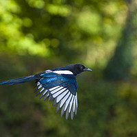 Buy canvas prints of European magpie in flight by Andrew Michael