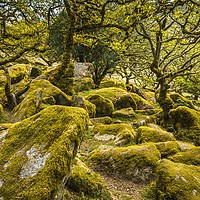 Buy canvas prints of Wistman's Wood by Andrew Michael