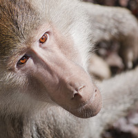 Buy canvas prints of Hamadryas baboon portrait by Andrew Michael