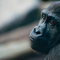 Buy canvas prints of Melancholy Gorilla by Andrew Michael