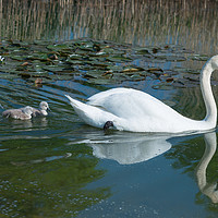 Buy canvas prints of Mute swan mother and new born cygnets  by Andrew Michael