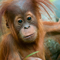 Buy canvas prints of Cute baby Orangutan by Andrew Michael