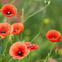 Buy canvas prints of Red Poppies  by Andrew Michael