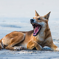 Buy canvas prints of Fraser Island Dingo by Andrew Michael