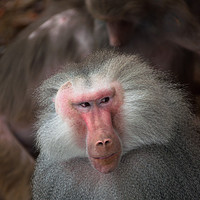 Buy canvas prints of Male Hamadryas Baboon by Andrew Michael