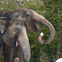 Buy canvas prints of Smiling Elephants eating snow! by Andrew Michael