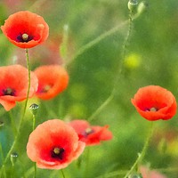 Buy canvas prints of Red Poppies in a field by Andrew Michael