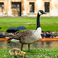 Buy canvas prints of Canadian goose with newly born baby goslings by Andrew Michael