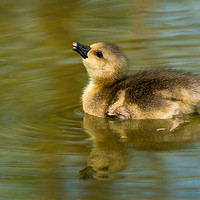 Buy canvas prints of Baby Greylag goose by Andrew Michael
