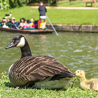 Buy canvas prints of Canadian goose with baby gosling in Cambridge by Andrew Michael