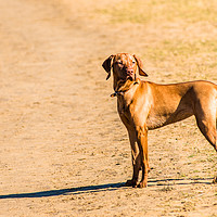 Buy canvas prints of A Hungarian Vizsla on Holkham beach by Andrew Michael