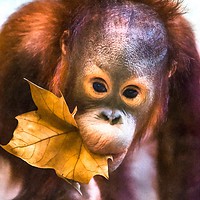 Buy canvas prints of Cute baby orangutan by Andrew Michael