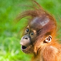 Buy canvas prints of Baby Orangutan looks on in wonder  by Andrew Michael
