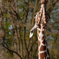 Buy canvas prints of Giraffe stretching up high by Andrew Michael