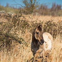 Buy canvas prints of Konik ponies on the banks of Burwell Lode by Andrew Michael