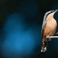 Buy canvas prints of Eurasian nuthatch by Andrew Michael
