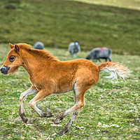 Buy canvas prints of Dartmoor pony foal by Andrew Michael