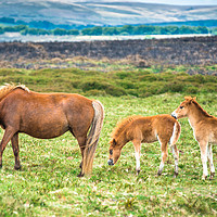 Buy canvas prints of Dartmoor pony mare and two foals  by Andrew Michael