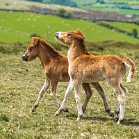 Buy canvas prints of Two Dartmoor pony foals by Andrew Michael