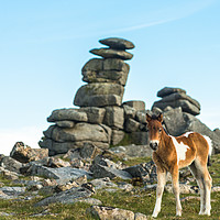 Buy canvas prints of Dartmoor pony foal in front of Great Staple Tor by Andrew Michael