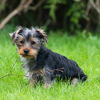 Buy canvas prints of A Yorkshire Terrier puppy by Andrew Michael