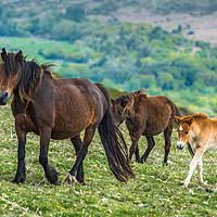 Buy canvas prints of Dartmoor ponies by Andrew Michael