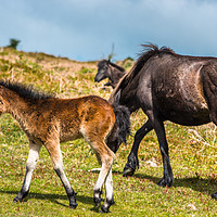 Buy canvas prints of Dartmoor pony foal with mare by Andrew Michael