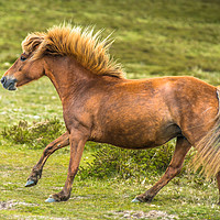 Buy canvas prints of Pony galloping in Dartmoor by Andrew Michael
