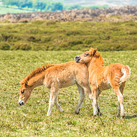 Buy canvas prints of Baby ponies Dartmoor by Andrew Michael