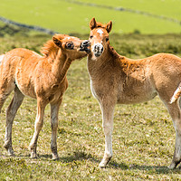 Buy canvas prints of Baby ponies at Dartmoor by Andrew Michael