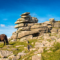 Buy canvas prints of Dartmoor pony at  Great Staple Tor by Andrew Michael