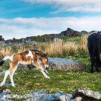 Buy canvas prints of Frolicking baby pony on Dartmoor by Andrew Michael