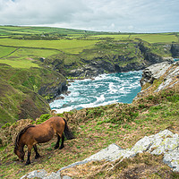 Buy canvas prints of Horse at Willapark Lookout by Andrew Michael