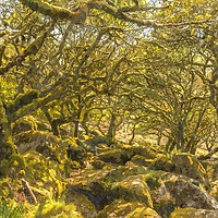 Buy canvas prints of Wistman's Wood Dartmoor by Andrew Michael