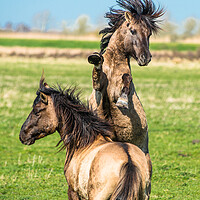 Buy canvas prints of Animal horse by Andrew Michael