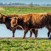 Buy canvas prints of Highland cattle grazing on Wicken Fen by Andrew Michael