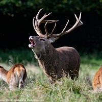 Buy canvas prints of A stag bellowing during the rut by Geoff Walker